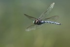 Libellula in Volo Libellula in Volo
