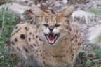 SERVAL SERVAL