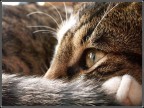 Cat's Eyes Cat's Eyes