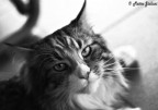 Ghira
