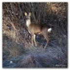 Capriolo in cerca dei primi raggi di sole. Capriolo in cerca dei primi raggi di sole.