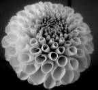 flowers_02 flowers_02