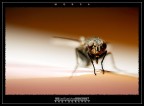 :: MOSCA...