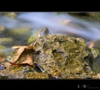Autumn Autumn