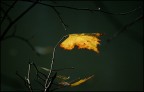 ultimAutunno ultimAutunno