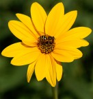 fiore con insetto fiore con insetto