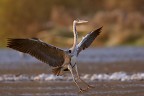 Ardea Cinerea Ardea Cinerea