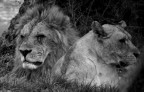 i leoni di Ken i leoni di Ken