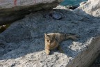 gatto sullo scoglio gatto sullo scoglio