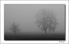 nebbia 02 nebbia 02