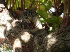 Gatto sull'albero Gatto sull'albero