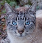 Primo piano ad un gatto Primo piano ad un gatto