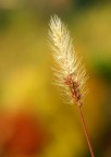 spiga d'ottobre spiga d'ottobre