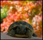 The Turtle The Turtle