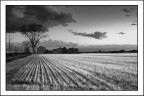 Scende la sera sul grano nuovo...a infrarossi Scende la sera sul grano nuovo...a infrarossi