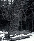 La prima neve La prima neve