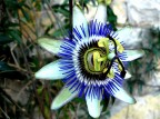 Passiflora Passiflora