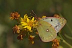 Colias crocea (f. Helice) 2