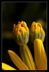 gemelle