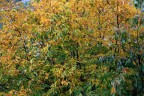 Autunno pieno Autunno pieno