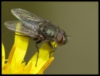 Mosca
