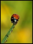Coccinella Coccinella