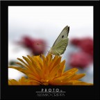 BUTTERFLY........ BUTTERFLY........