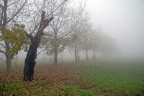 una mattina nebbiosa nel parco una mattina nebbiosa nel parco