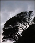 ombra d'alberi ombra d'alberi