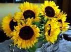 Girasoli in mostra