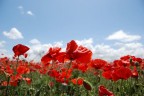 Papaveri al vento Papaveri al vento