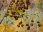 autunno 1 autunno 1