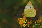 Colias crocea (f.Helice) 3 Colias crocea (f.Helice) 3