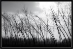 gli alberi gli alberi