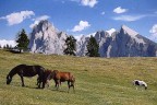 Cavalli all'Alpe di Siusi Cavalli all'Alpe di Siusi