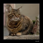 Occhi di gatto Occhi di gatto