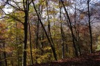 Nel bosco Nel bosco