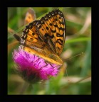 Ricordi estivi Ricordi estivi