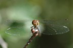 Libellula Libellula