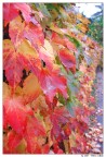 Autumn leaves 2 Autumn leaves 2