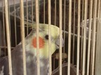questo e  pepito pappagallo  di 14  anni