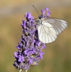Pieride del biancospino (Aporia crataegi) Pieride del biancospino (Aporia crataegi)
