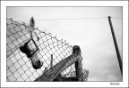 cavallo grigio cavallo grigio