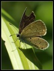 Farfallina