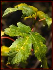 Foglia in autunno Foglia in autunno