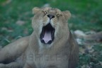CHE SONNO...!! CHE SONNO...!!
