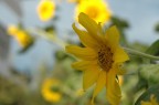 Baby Sunflower Baby Sunflower
