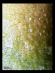 Lemon Lemon