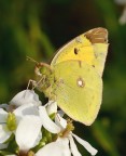 Colias crocea autunnale Colias crocea autunnale