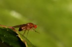 Drosophila melanogaster (moscerino della frutta) Drosophila melanogaster (moscerino della frutta)